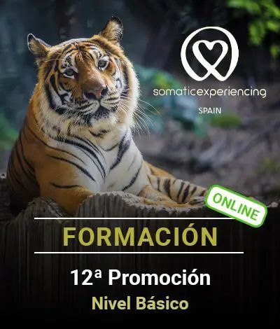 Imagen para la inscripción en una de las formaciones de Somatic Experiencing Spain que muestra la imagen de un tigre de Bengala como fondo y los datos de la promoción en texto