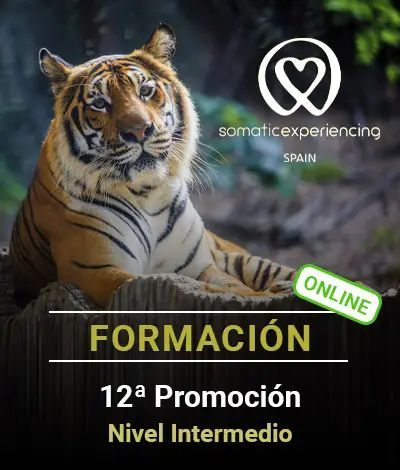 Imagen para la inscripción en una de las formaciones de Somatic Experiencing Spain que muestra la imagen de un tigre de Bengala como fondo y los datos de la promoción en texto
