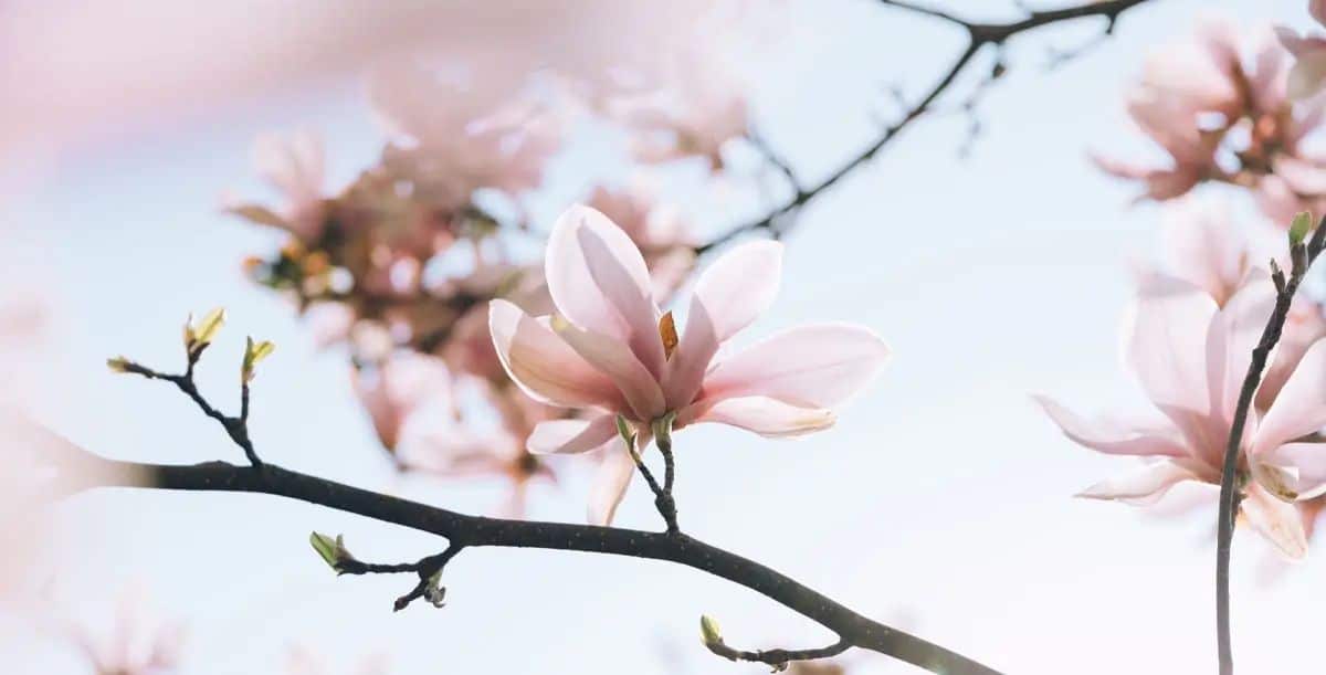 Imagen de una flor de cerezo como imagen de fondo para la sección de talleres introductorios de Somatic Experiencing