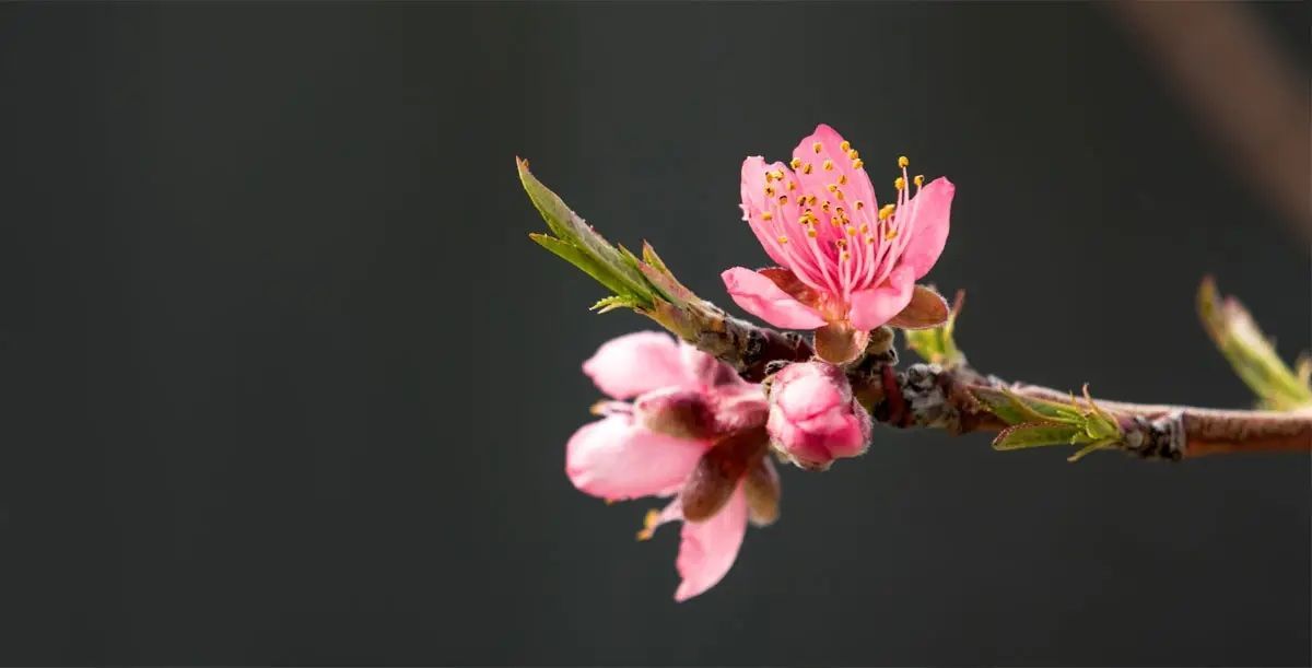 Imagen de una flor de manzano como imagen de fondo para la sección de webinars de Somatic Experiencing