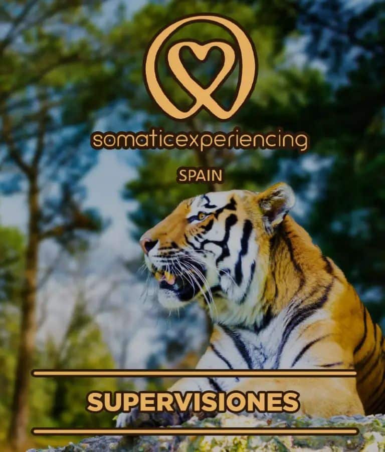 Imagen para la inscripción en una de las formaciones de Somatic Experiencing Spain que muestra la imagen de un tigre de Bengala como fondo y los datos de la promoción en texto