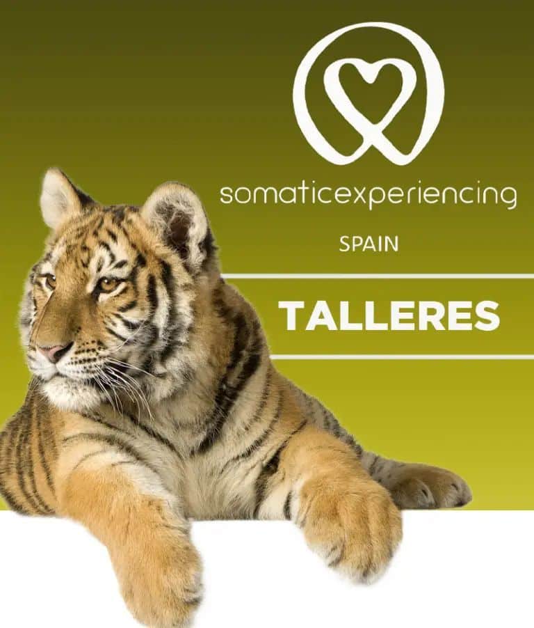 Somatic Experiencing spain - Imagen de un tigre de bengala para las inscripciones de talleres introductorios