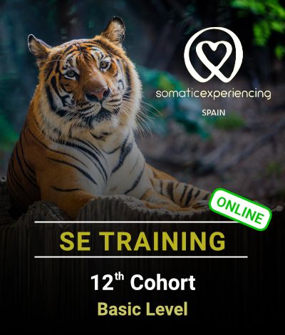 Image for registration in one of the Somatic Experiencing Spain training courses showing the image of a Bengal tiger as a background and the promotion details in text.