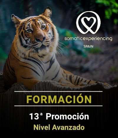 Imagen para la inscripción en una de las formaciones de Somatic Experiencing Spain que muestra la imagen de un tigre de Bengala como fondo y los datos de la promoción en texto
