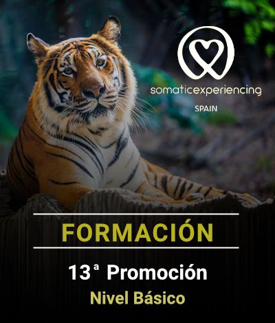 Imagen para la inscripción en una de las formaciones de Somatic Experiencing Spain que muestra la imagen de un tigre de Bengala como fondo y los datos de la promoción en texto