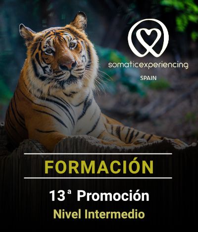 Imagen para la inscripción en una de las formaciones de Somatic Experiencing Spain que muestra la imagen de un tigre de Bengala como fondo y los datos de la promoción en texto