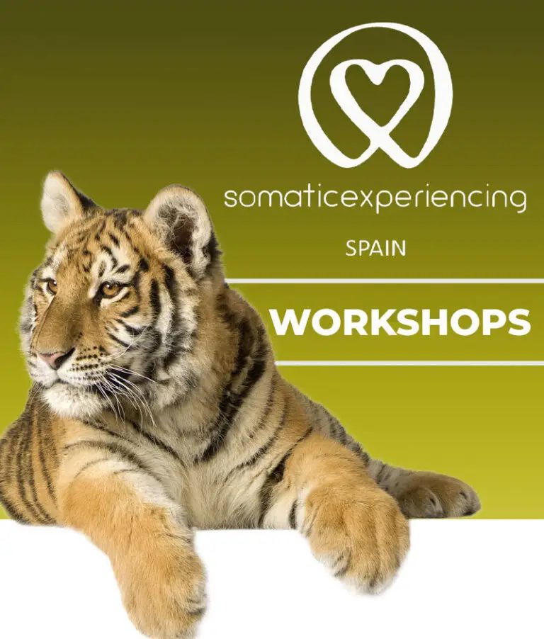 Somatic Experiencing spain - Image of a Bengal tiger for introductory workshop registrations