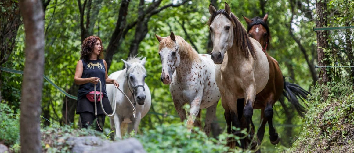 formacion-se-caballos