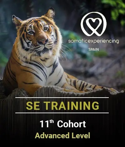 Image for registration in one of the Somatic Experiencing Spain training courses showing the image of a Bengal tiger as a background and the promotion details in text.